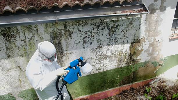 Top rated local Mold Removal specialists in USA